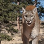 Ciało kobiety na górskim szlaku. Prawdopodobnie doszło do ataku pumy