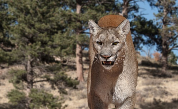Ciało kobiety na górskim szlaku. Prawdopodobnie doszło do ataku pumy