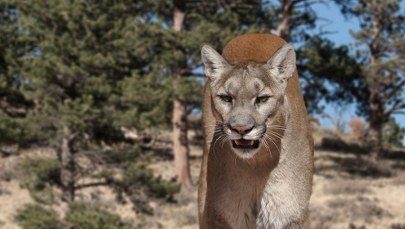 Ciało kobiety na górskim szlaku. Prawdopodobnie doszło do ataku pumy