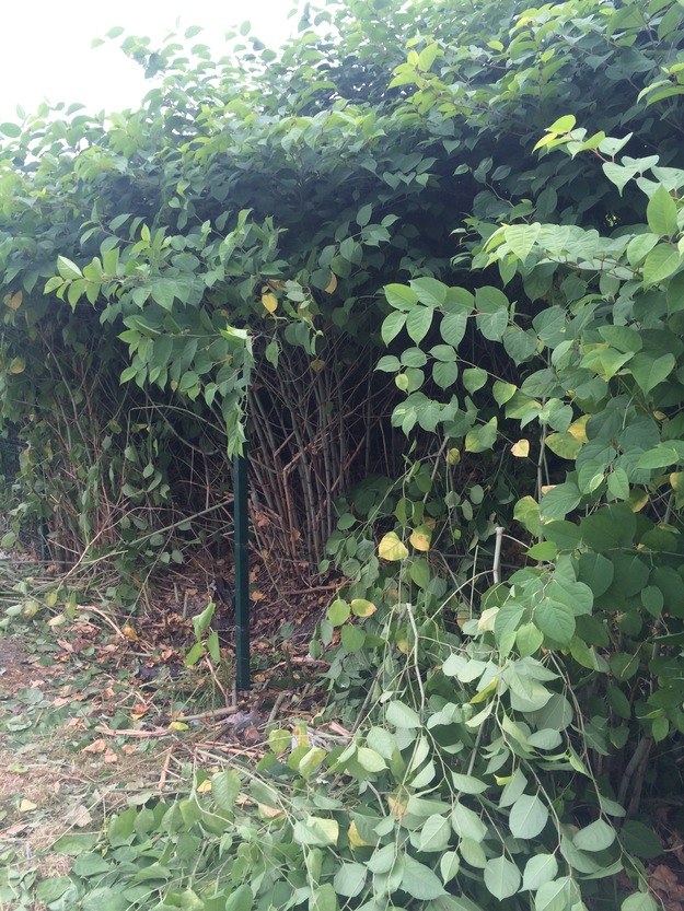 Ciało, najpewniej 12-latka, znaleziono w gęstych zaroślach /Marcin Buczek /RMF FM