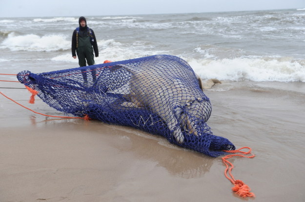 Ciało wieloryba leżało na plaży od piątku /Marcin Bielecki /PAP