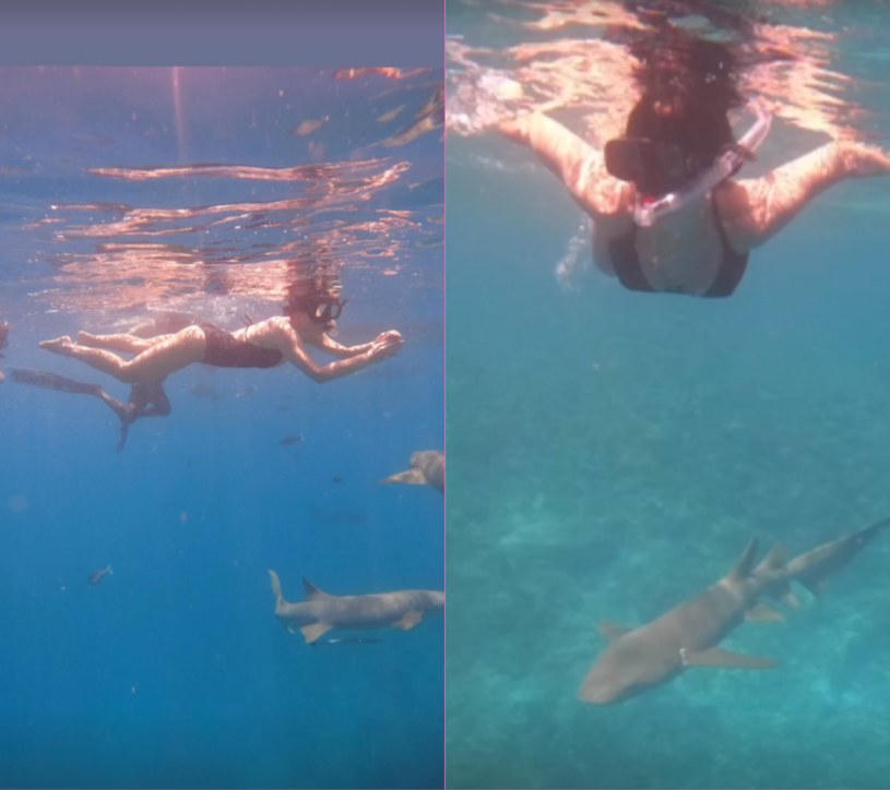 Cichopek pływa z rekinami /@katarzynacichopek /Instagram