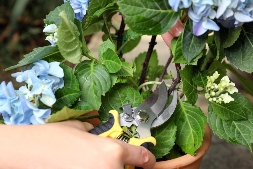 Cięcie hortensji należy ograniczyć do usunięcia przemarzniętych i przekwitłych kwiatostanów /123RF/PICSEL