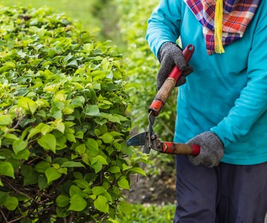 Cięcie i formowanie żywopłotu. Jak przeprowadzić je jesienią?