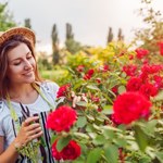 Cięcie róż po kwitnieniu. Kiedy i jak to robić?