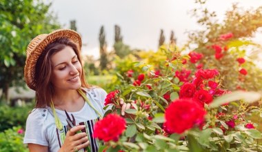 Cięcie róż po kwitnieniu. Kiedy i jak to robić?