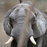 "Ciekawe ujęcie nie jest warte cierpienia". Stanowczy apel zoo