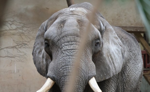 "Ciekawe ujęcie nie jest warte cierpienia". Stanowczy apel zoo