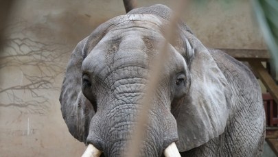 "Ciekawe ujęcie nie jest warte cierpienia". Stanowczy apel zoo