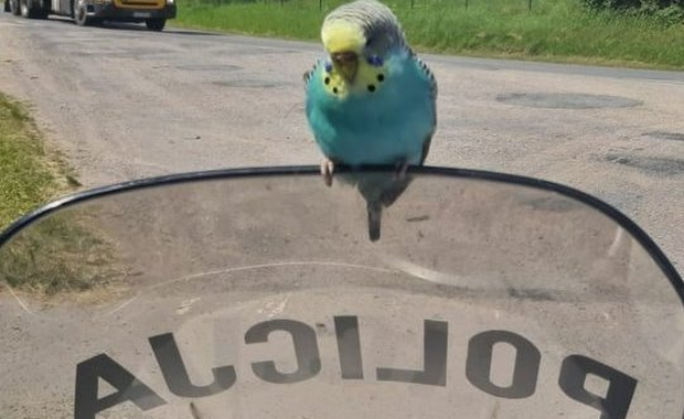 Ciekawska papuga. Była zainteresowana pracą mundurowych 