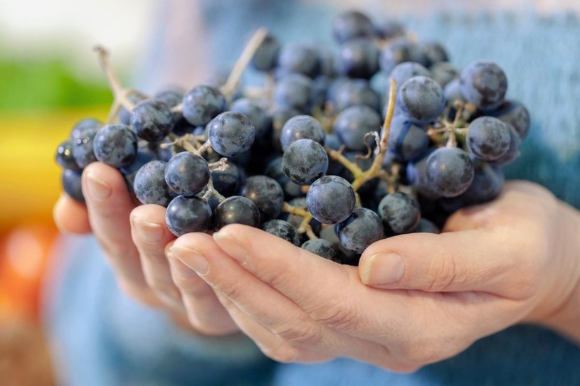 Ciemne odmiany winogrona zawierają dużo polifenoli, które wykazują działanie antynowotworowe /123RF/PICSEL