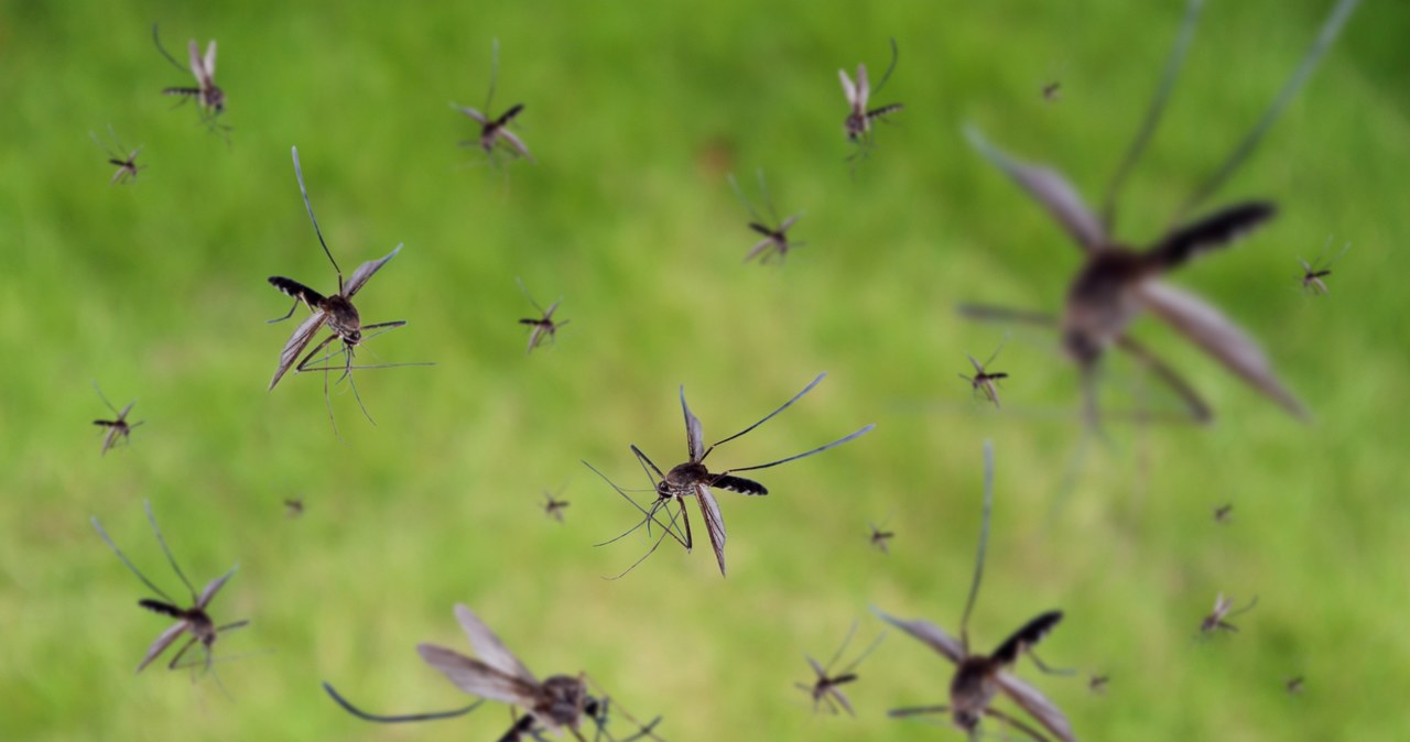 Ciepłe zimy są przyjemne, ale mają swoje konsekwencje - konsekwencją braku mrozu są np. plagi komarów w lecie /123RF/PICSEL
