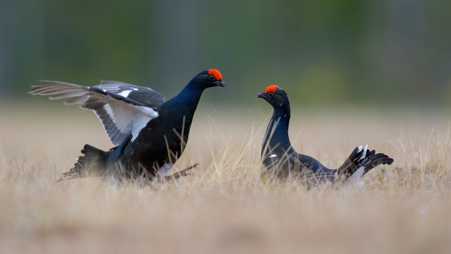Cietrzewie - to m.in. z ich powodu w Karkonoszach okresowo zamyka się fragmenty szlaków /Shutterstock