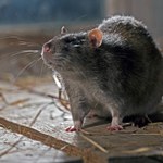 Ciężarna kobieta znalazła szczura w zupie. Pracownik restauracji zalecił jej aborcję