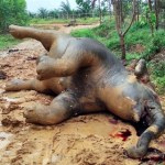 Ciężarna słonica znaleziona martwa. Mogła zostać otruta