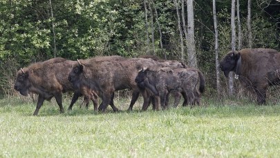 Ciężarne żubrzyce opuszczają łąki w Bieszczadach. "Na świat może przyjść nawet 50 cieląt"