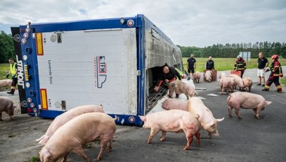 Ciężarówka przewróciła się na drodze. 190 świń w szoku