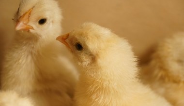 Ciężarówka stała zamknięta przez trzy dni. W środku było 12 tys. piskląt 