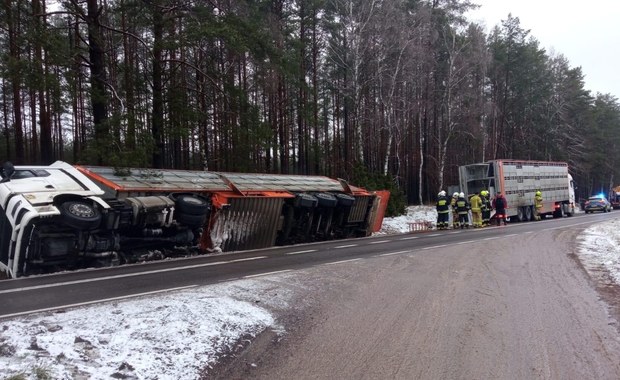 Ciężarówka z trzodą chlewną wpadła do rowu