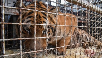 Ciężarówka z tygrysami w Koroszczynie. Poznańskie zoo zaopiekuje się drapieżnikami 