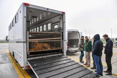 Ciężarówka z tygrysami w Koroszczynie