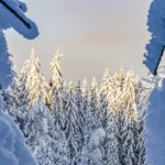 Ciężka zima w Śląskiem. Leśnicy liczą straty