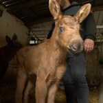 Ciężki los osieroconych łosi. Zwykłe mleko nie pomaga, wręcz przeciwnie