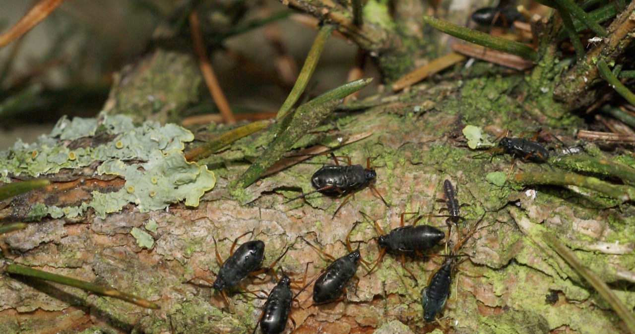 Cinara curvipes to inwazyjny gatunek obcy, stanowiący zagrożenie dla drzew iglastych. /Wikimedia
