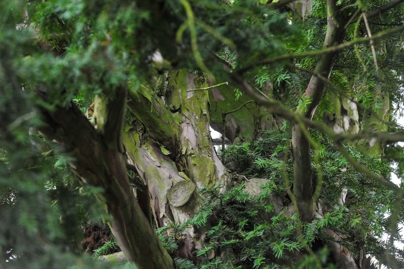 Henrykowski Yew is Poland's oldest tree /Gerard/Nrüber /East News