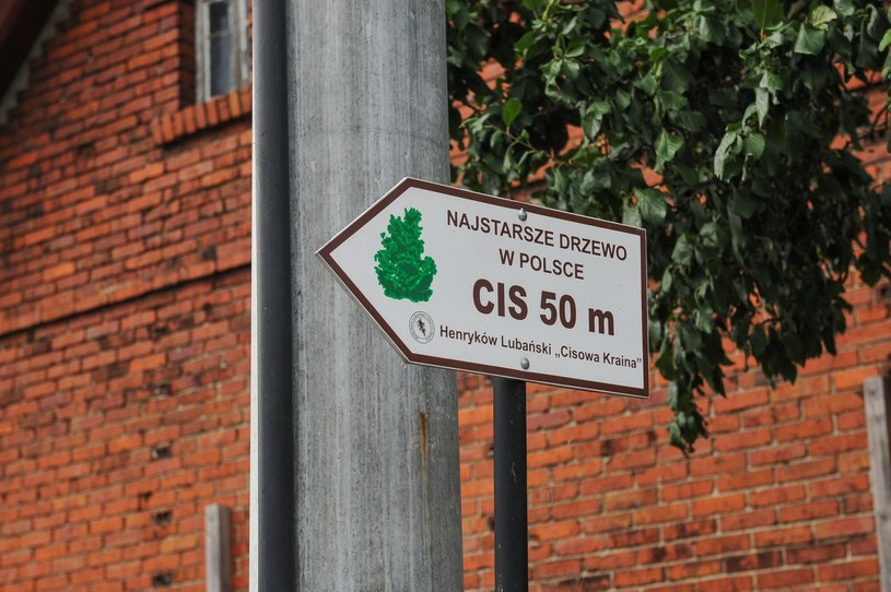 Henrykowski Yew is Poland's oldest tree /Gerard/Nrüber /East News
