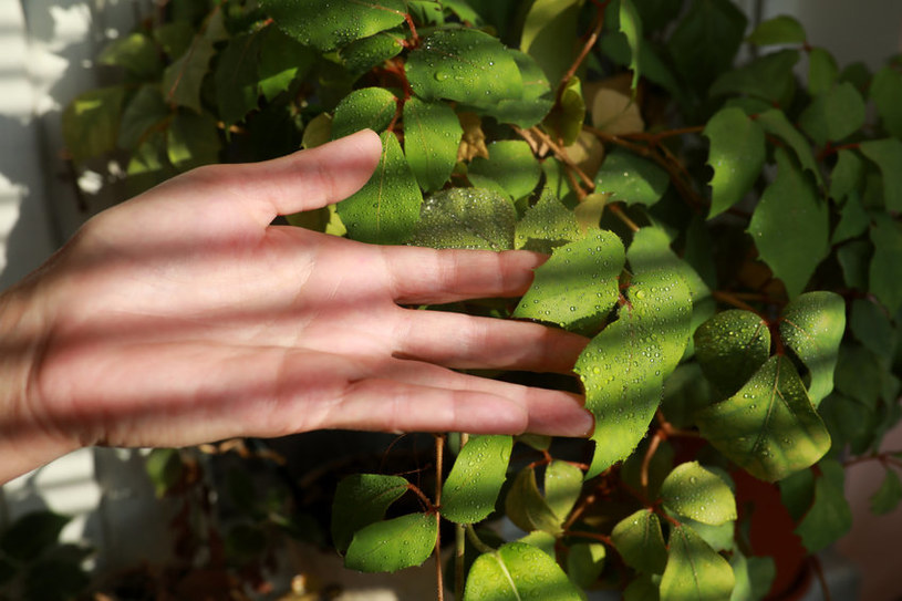 Cissus rombolistny to odporna na wiele warunków roślina. Kiedyś niezwykle popularna /123RF/PICSEL