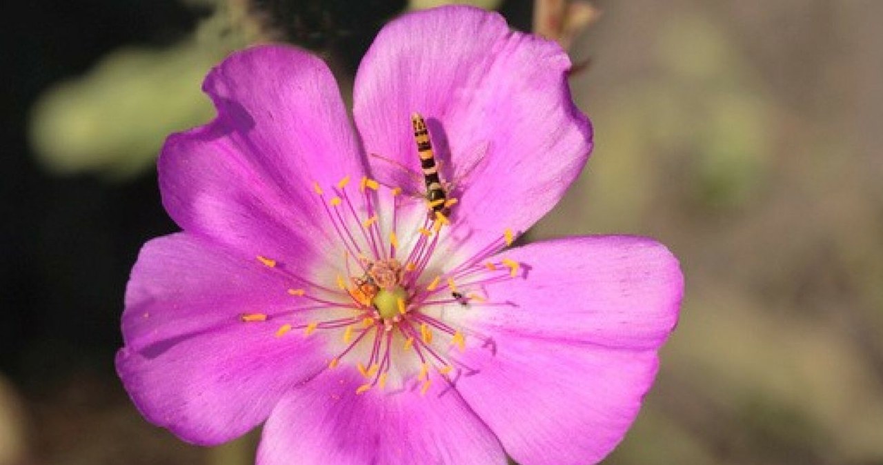 Cistanthe longiscapa kwitnie na najsuchszej pustyni na Ziemi /Science Photo Library /East News