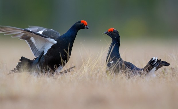 Cisza dla skrzydlatych mieszkańców Karkonoszy. Te szlaki są już zamknięte