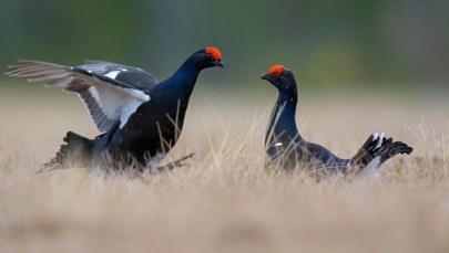 Cisza dla skrzydlatych mieszkańców Karkonoszy. Te szlaki są już zamknięte