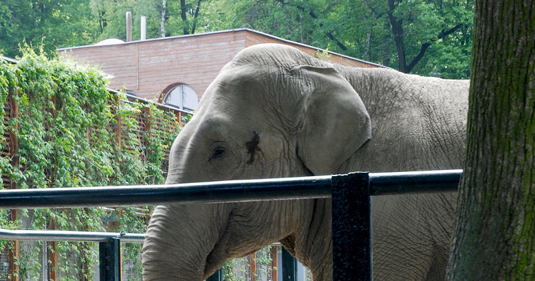 Citta ma wskazywać zwycięską drużynę lub remis wybierając jedno z trzech jabłek. A co, jeśli przed meczem akurat nie będzie głodna? /zoo-krakow.pl /materiały prasowe