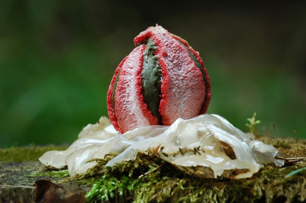 Clathrus archeri /Shutterstock