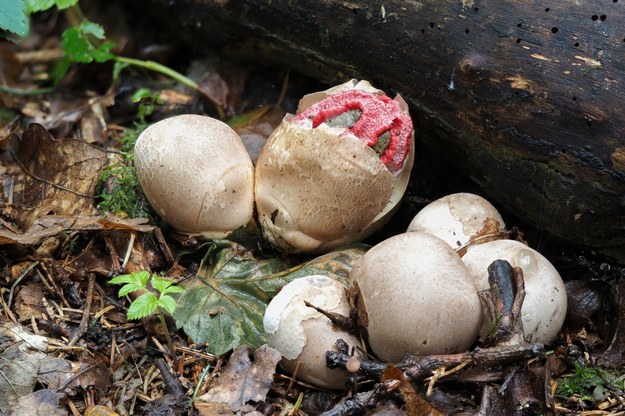 Clathrus archeri /Shutterstock