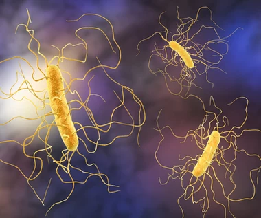 Clostridioza - groźne powikłanie po COVID-19. Dr Paweł Grzesiowski: To druga epidemia