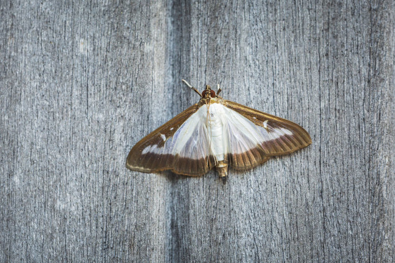 Ćma bukszpanowa jest niegroźna, ale jej gąsienica jest zabójcza dla roślin /123RF/PICSEL