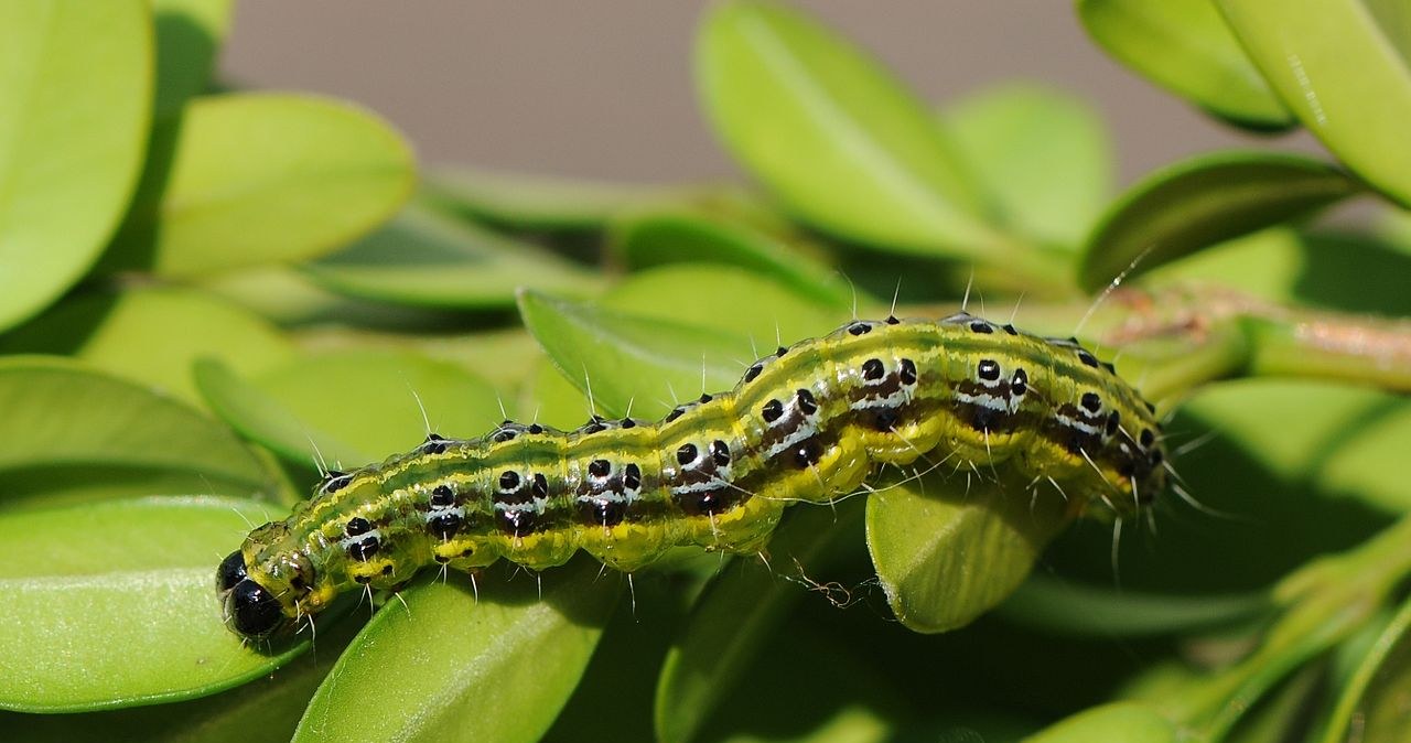 Ćma bukszpanowa to inwazyjny gatunek, który potrafi poczynić duże szkody w ogrodzie. /Wikimedia