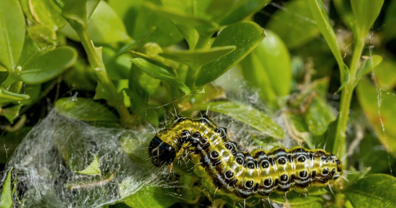 Ćma bukszpanowa to motyl z rodziny wachlarzykowatych, który może całkowicie zniszczyć krzewy bukszpanu. Jak naturalnie zwalczyć tego szkodnika? /Pixel