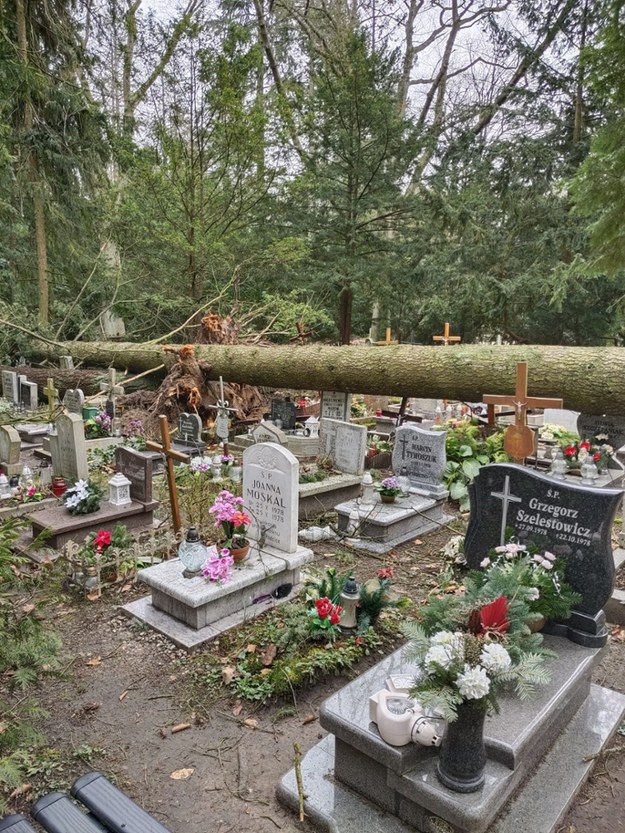 Cmentarz Centralny w Szczecinie ponownie ucierpiał w wyniku wichury. /Zakład Usług Komunalnych w Szczecinie /