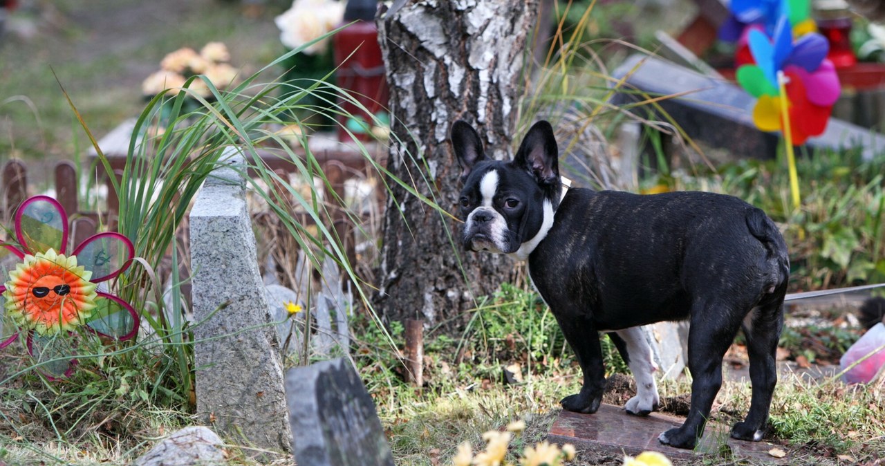 Cmentarze dla zwierząt bywają o wiele radośniejsze niż te dla ludzi /Piotr Werewka /Reporter