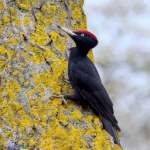 Cmentarze przyciągnęły polskie ptaki. Znalazły tu coś, czego potrzebują