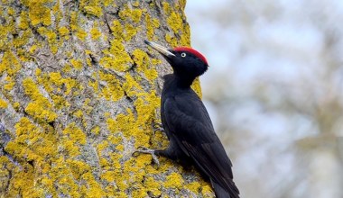 Cmentarze przyciągnęły polskie ptaki. Znalazły tu coś, czego potrzebują
