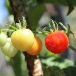 Ćmy unikają roślin, które 'krzyczą' ze stresu. Niesamowite odkrycie naukowców