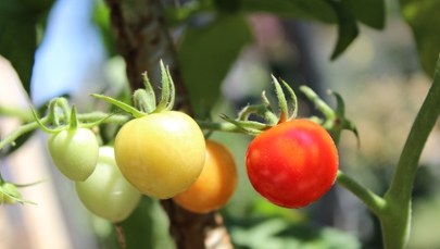 Ćmy unikają roślin, które 'krzyczą' ze stresu. Niesamowite odkrycie naukowców