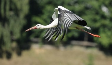 Co bociany robią w trakcie afrykańskich wakacji? Latają i się obżerają