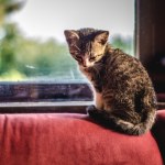 Co czuje kot, gdy zostaje sam w domu? Odpowiedź może zaskoczyć 