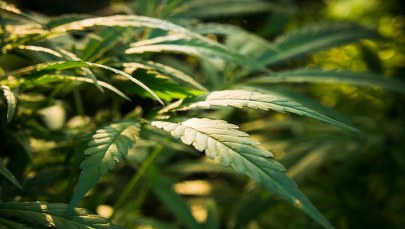 Co czwarty uczeń przynajmniej raz w życiu sięgnął po marihuanę